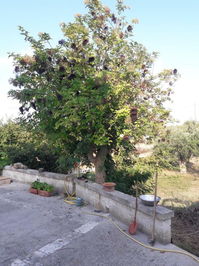 Fra Il Glicine E Il Sambuco Villa Monopoli Exterior foto